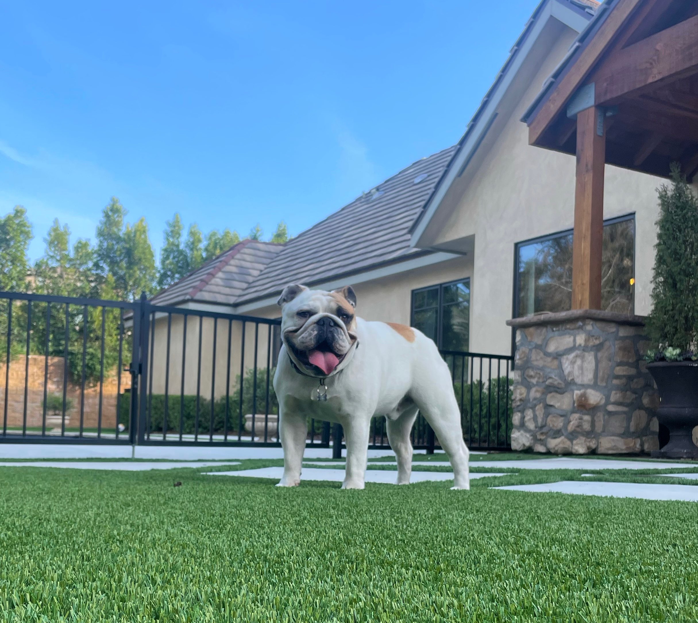 3 AKC Champion Bloodline Sired Registered English Bulldog Platinum Puppies for sale!!!! 3 AKC Champion Bloodline Sired Registered English Bulldog Platinum Puppies for sale!!!!