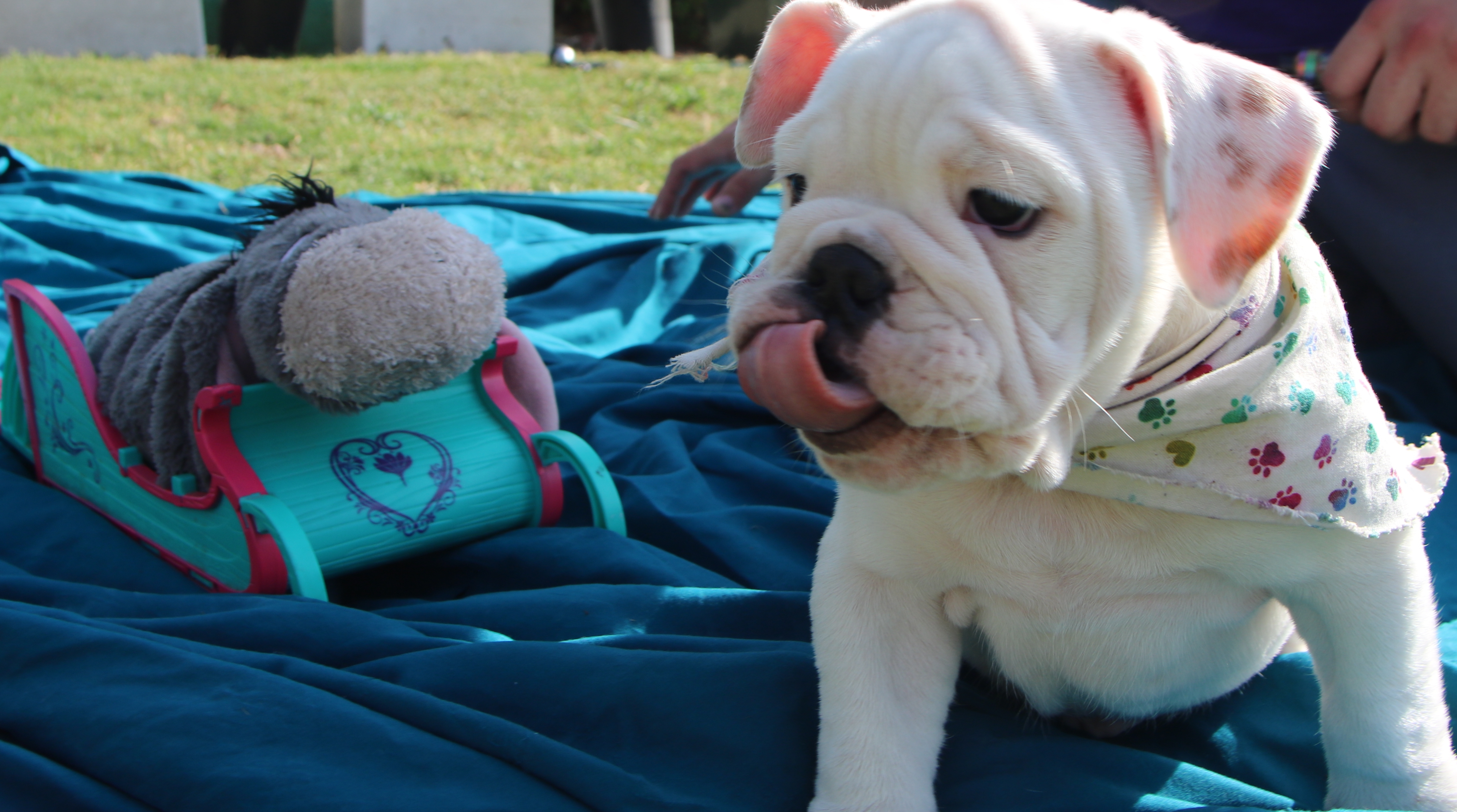 AKC Champion Bloodline Sired Registered AKC Champion Bloodline Sired Registered