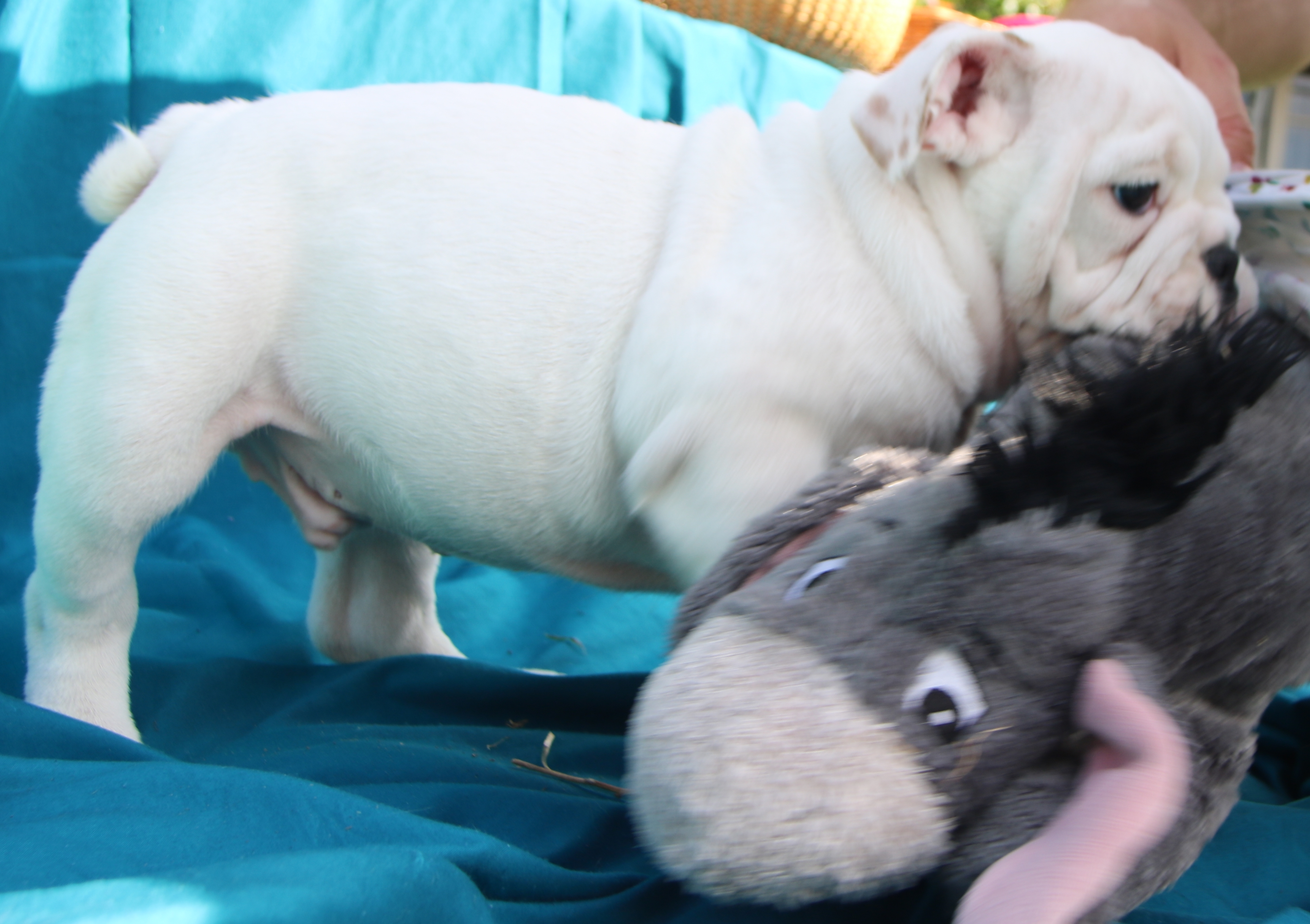 AKC Champion Bloodline Sired Registered "True" Platinum English Bulldog Puppy for Sale!!!