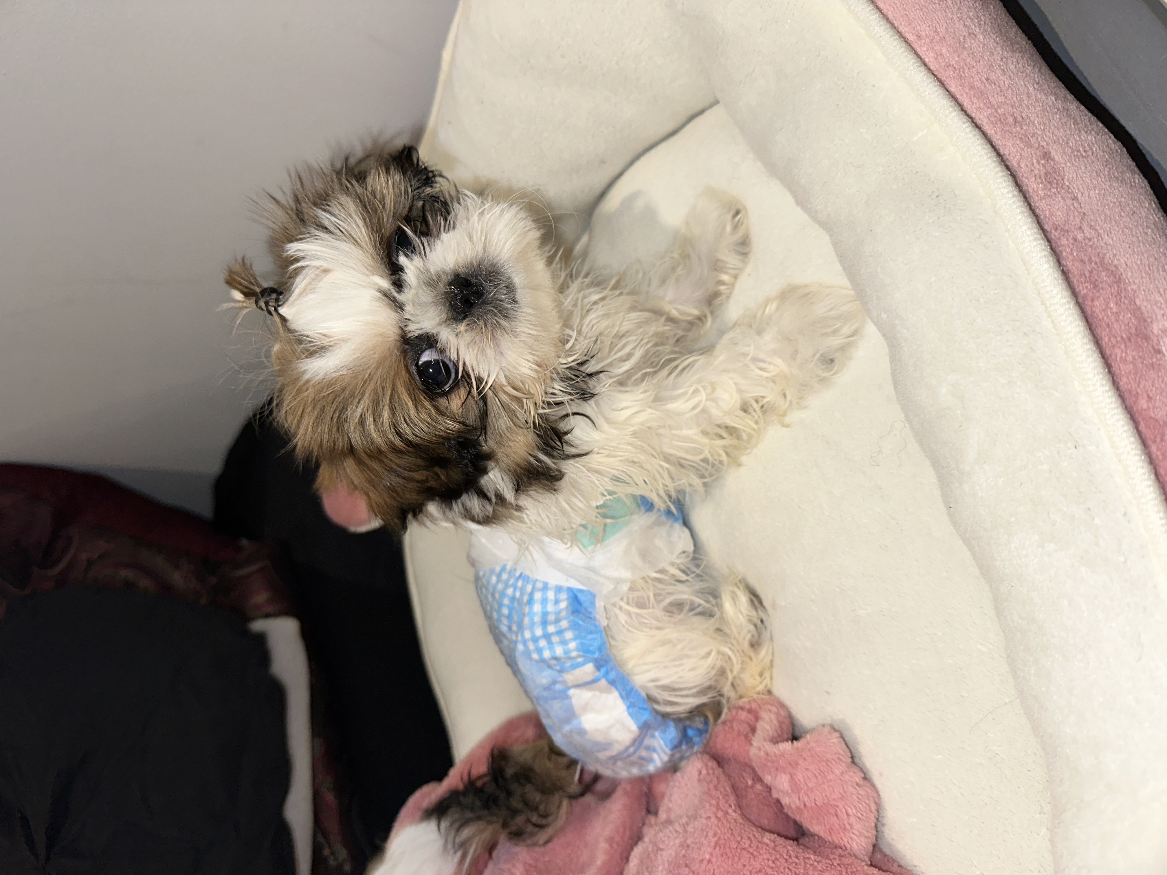 4 Month Old Shih Tzu For Sale (Fully Vaccinated) 4 Month Old Shih Tzu For Sale (Fully Vaccinated)