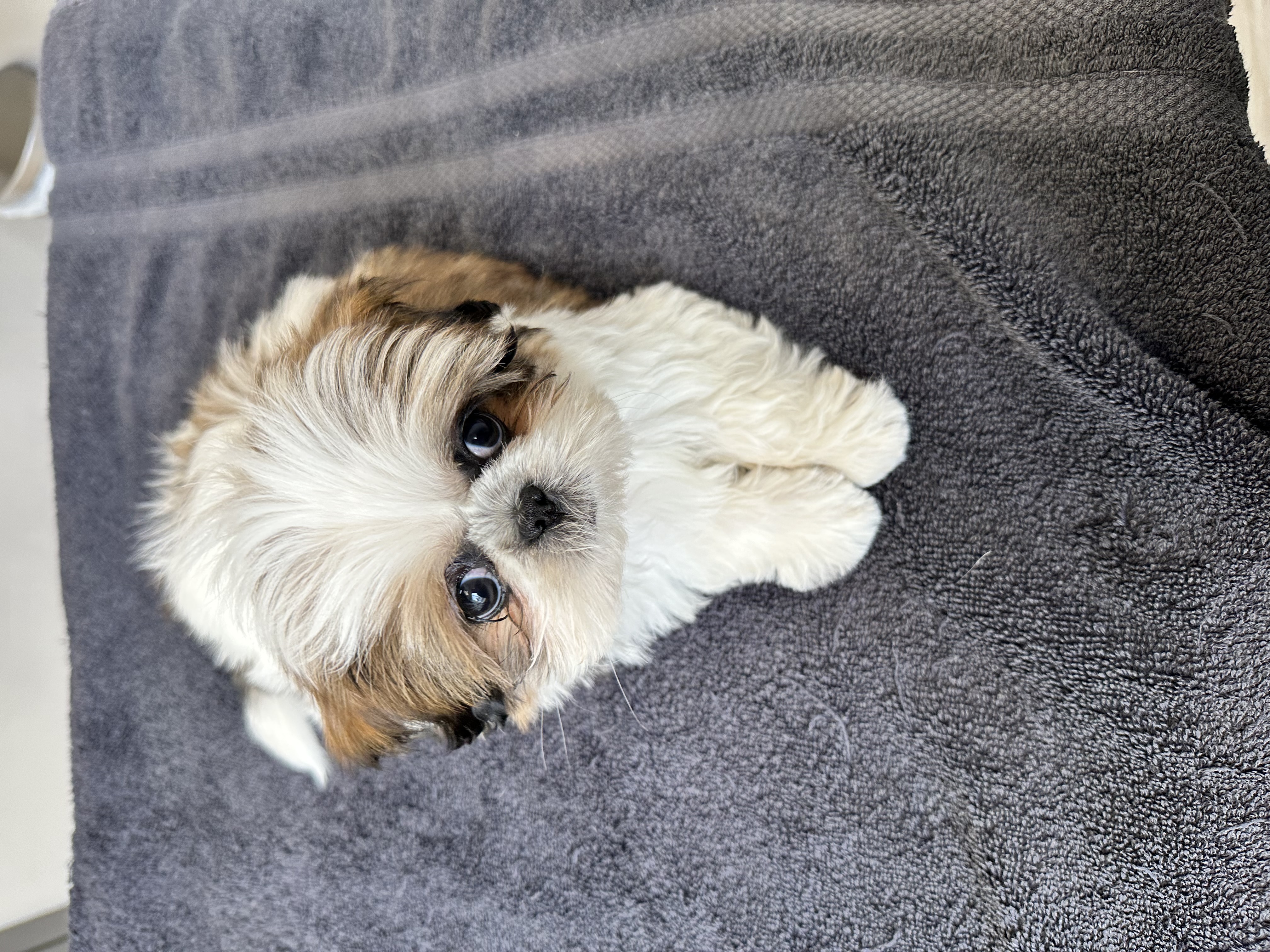 4 Month Old Shih Tzu For Sale (Fully Vaccinated)