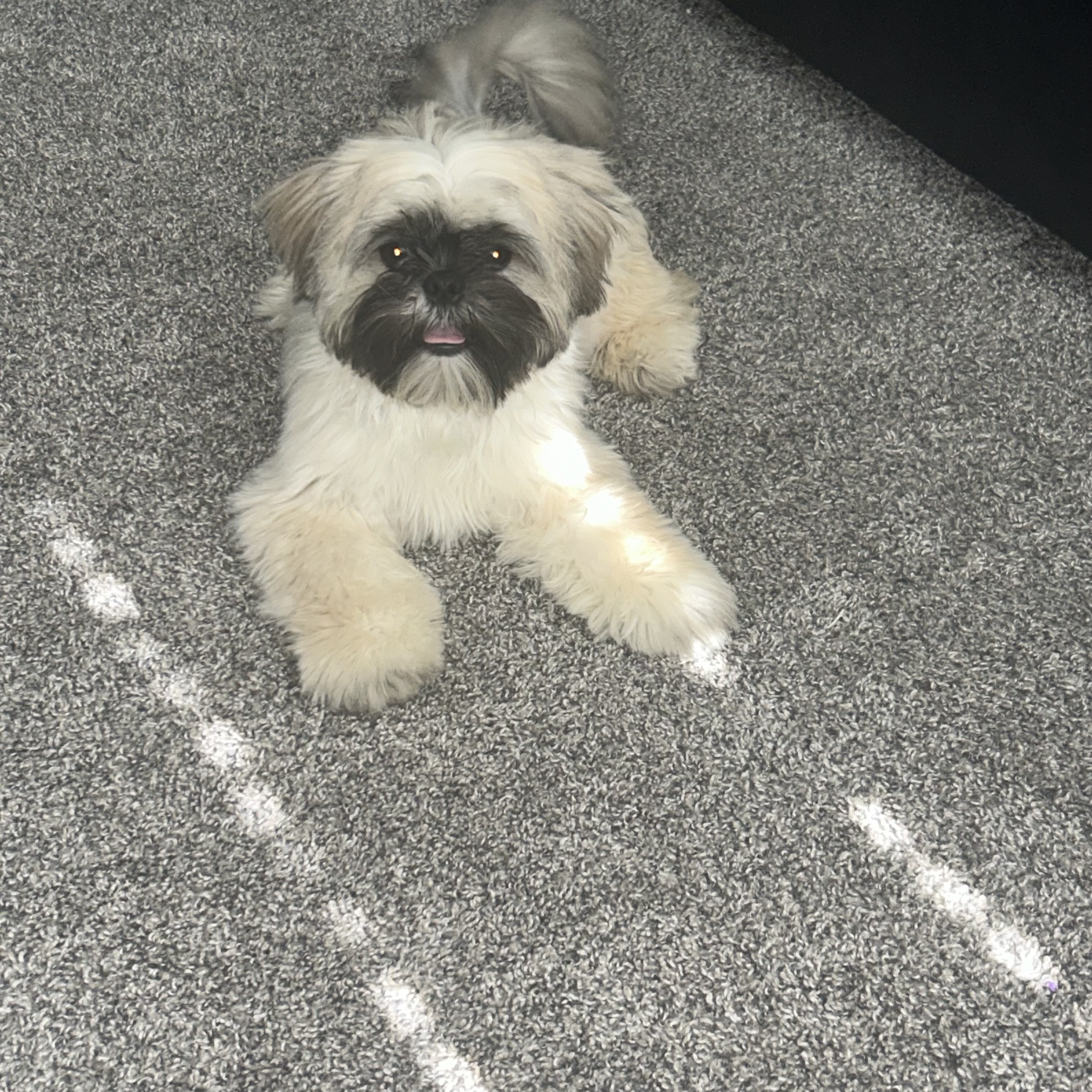 7 month Shih Tzu 7 month Shih Tzu