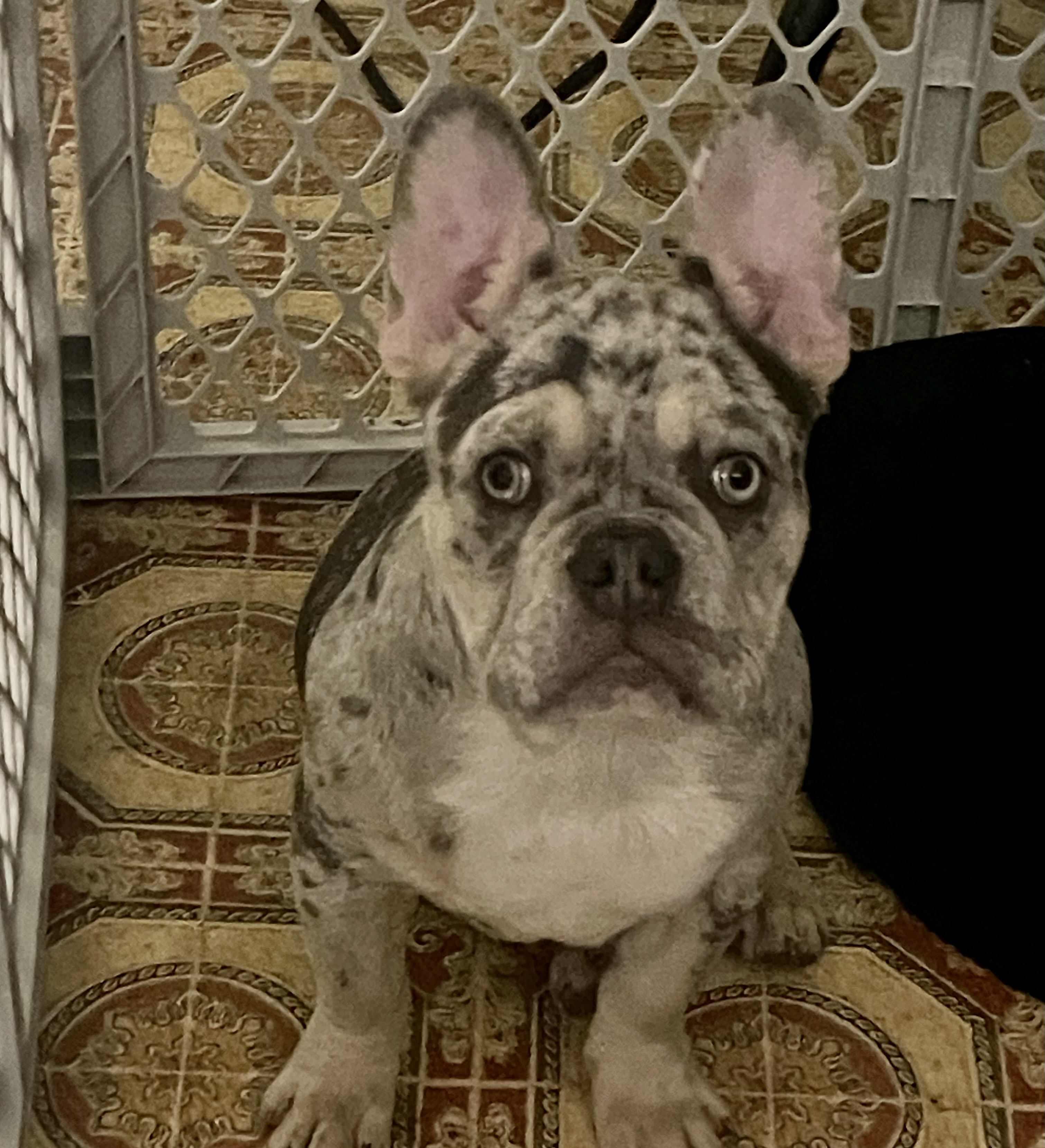 AKC Frenchie AKC Frenchie