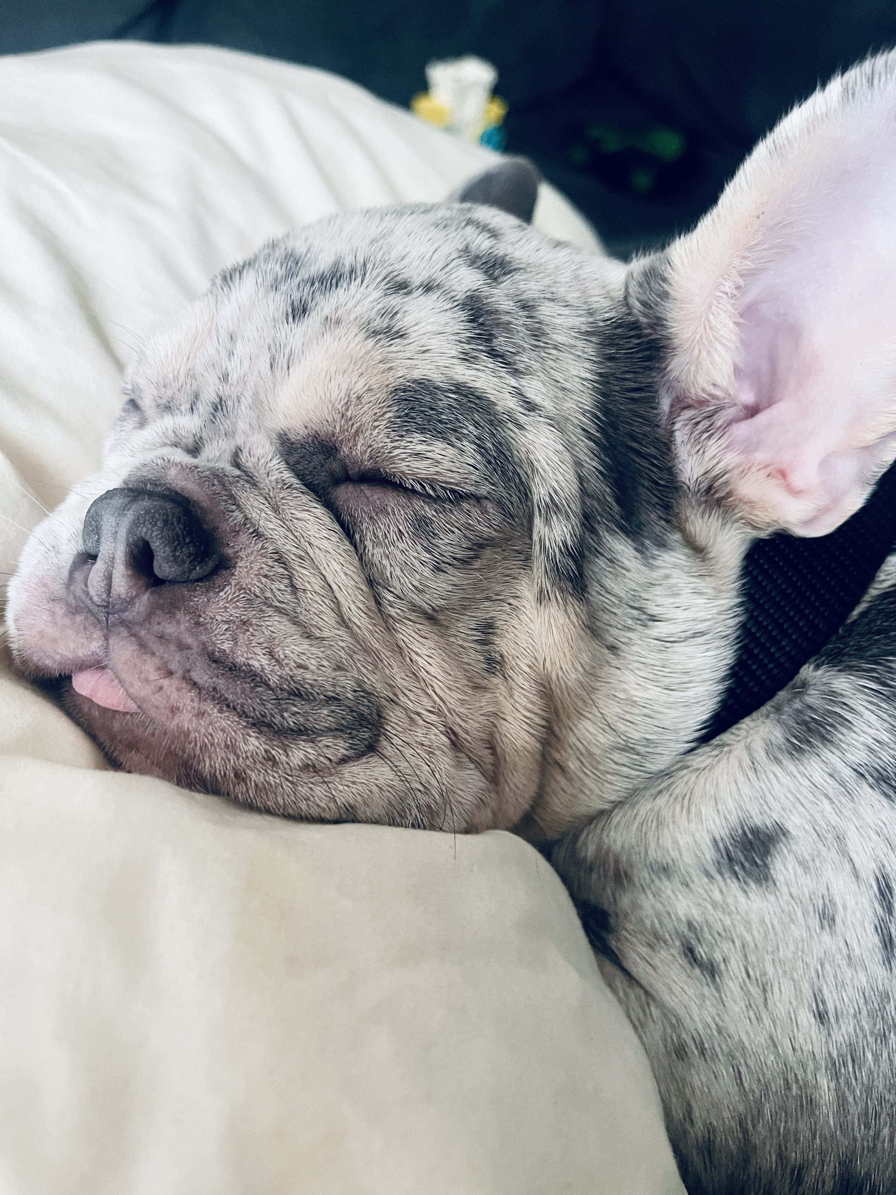 AKC Frenchie