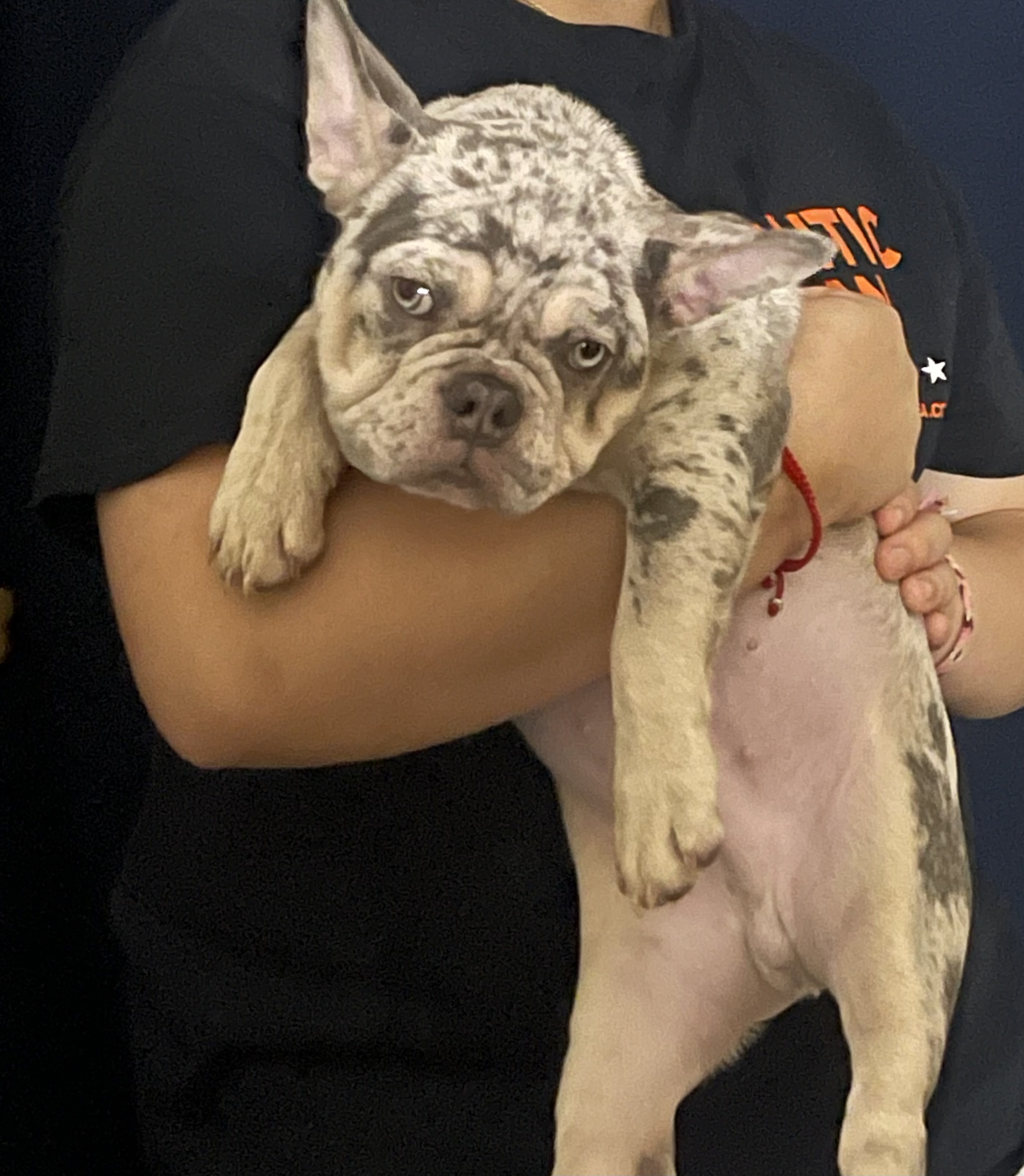 AKC Frenchie