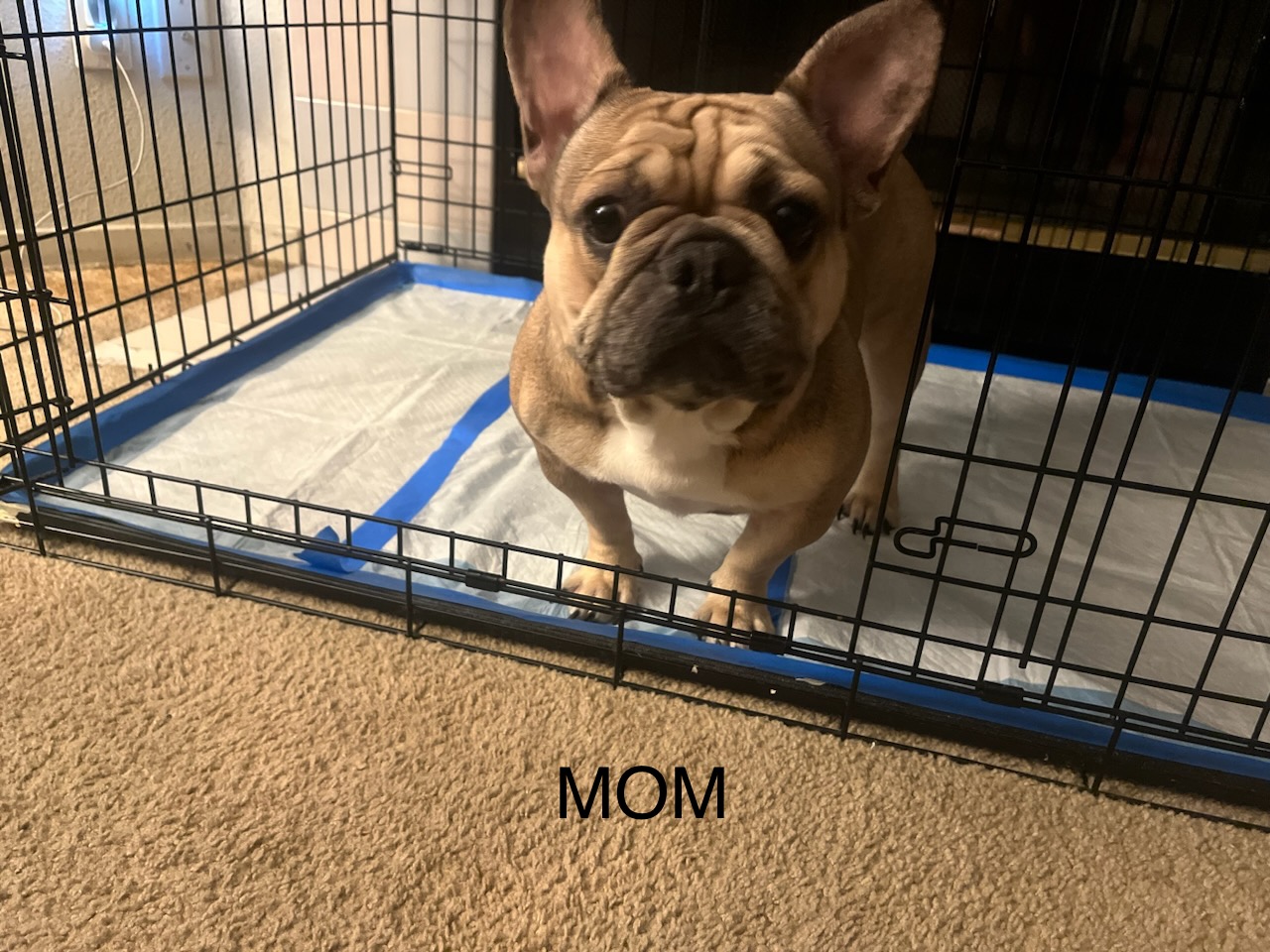 AKC Frenchie