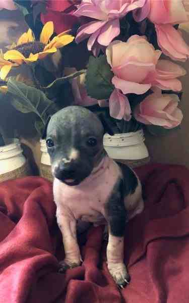 American Hairless Terrier Puppies for Sale