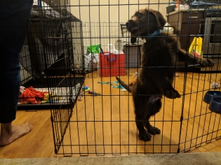 Labradoodle Puppy (9 weeks) Labradoodle Puppy (9 weeks)