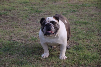 CHELSEY - THE PURE ENLGISH BULLDOG GIRL